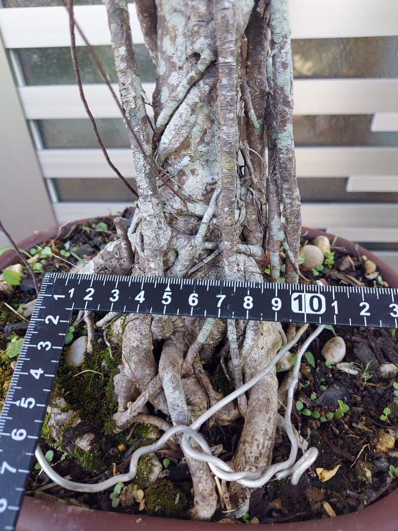 がじゅまる盆栽