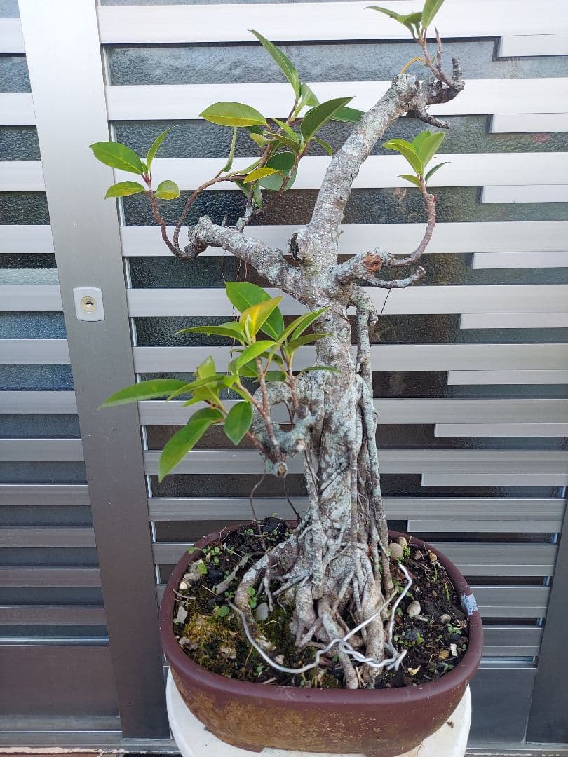 がじゅまる盆栽