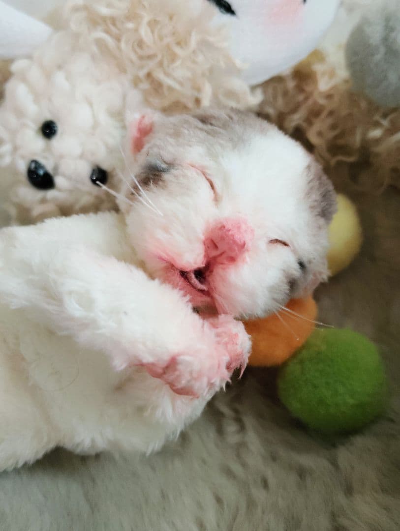 ママ募集❤生後１日子猫ちゃん♡バスケットとクマたん♡アートドール♡ぬいぐるみ♡