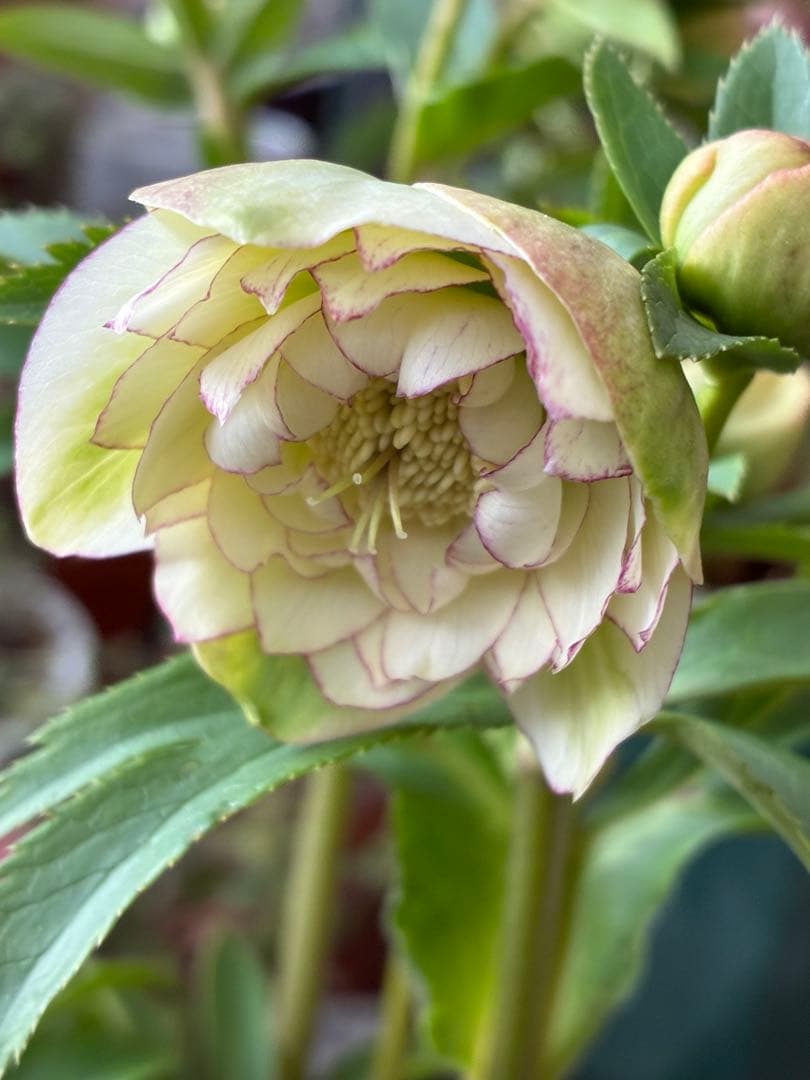 淡い緑色の八重咲き花