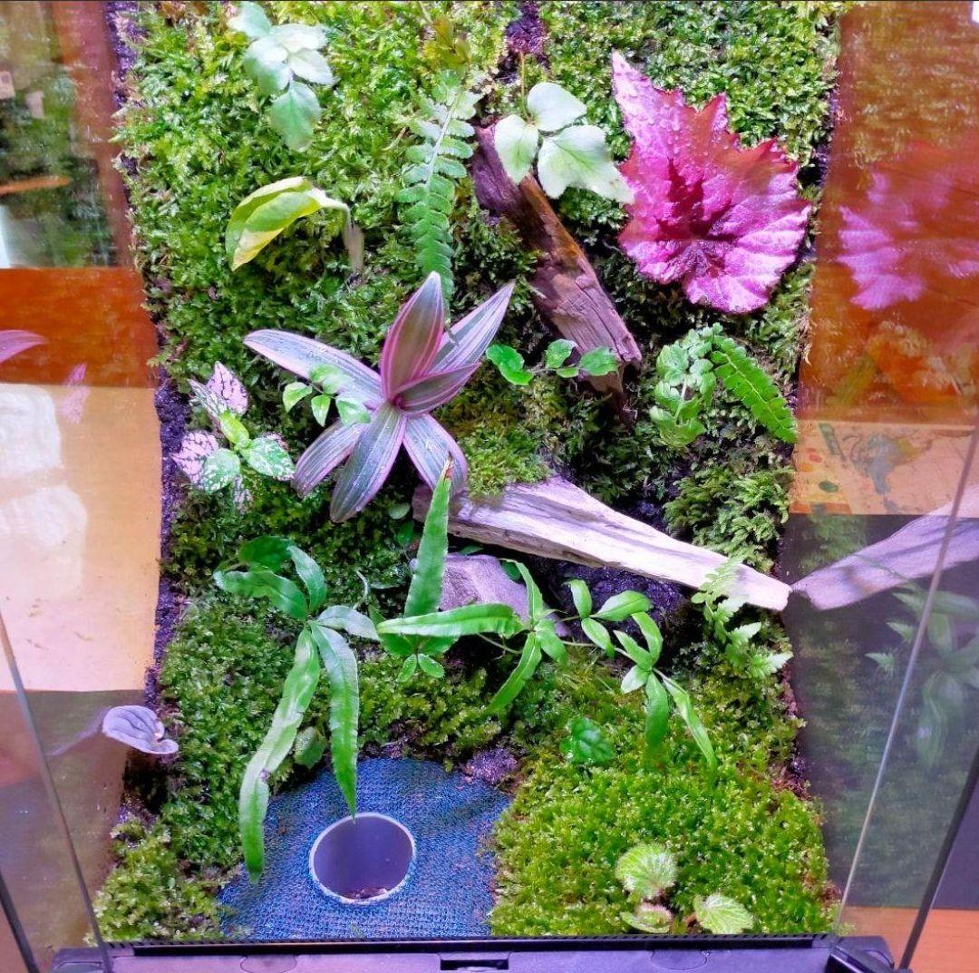 隠れ家付き！大自然の中の飼育箱、