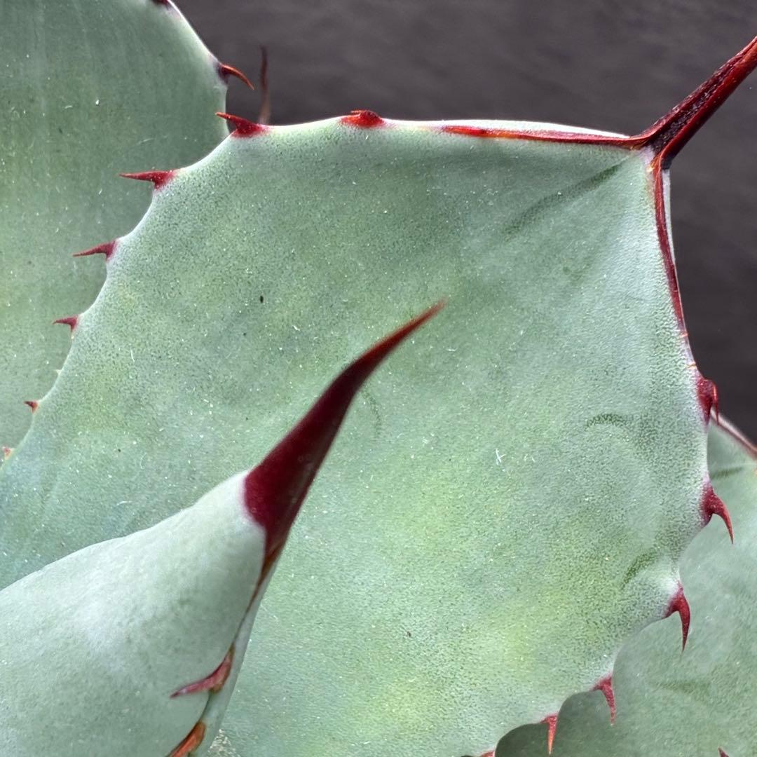 た*か様 アガベ 「特選パリー」トランカータスーパー コンパクト 短葉型 低重心