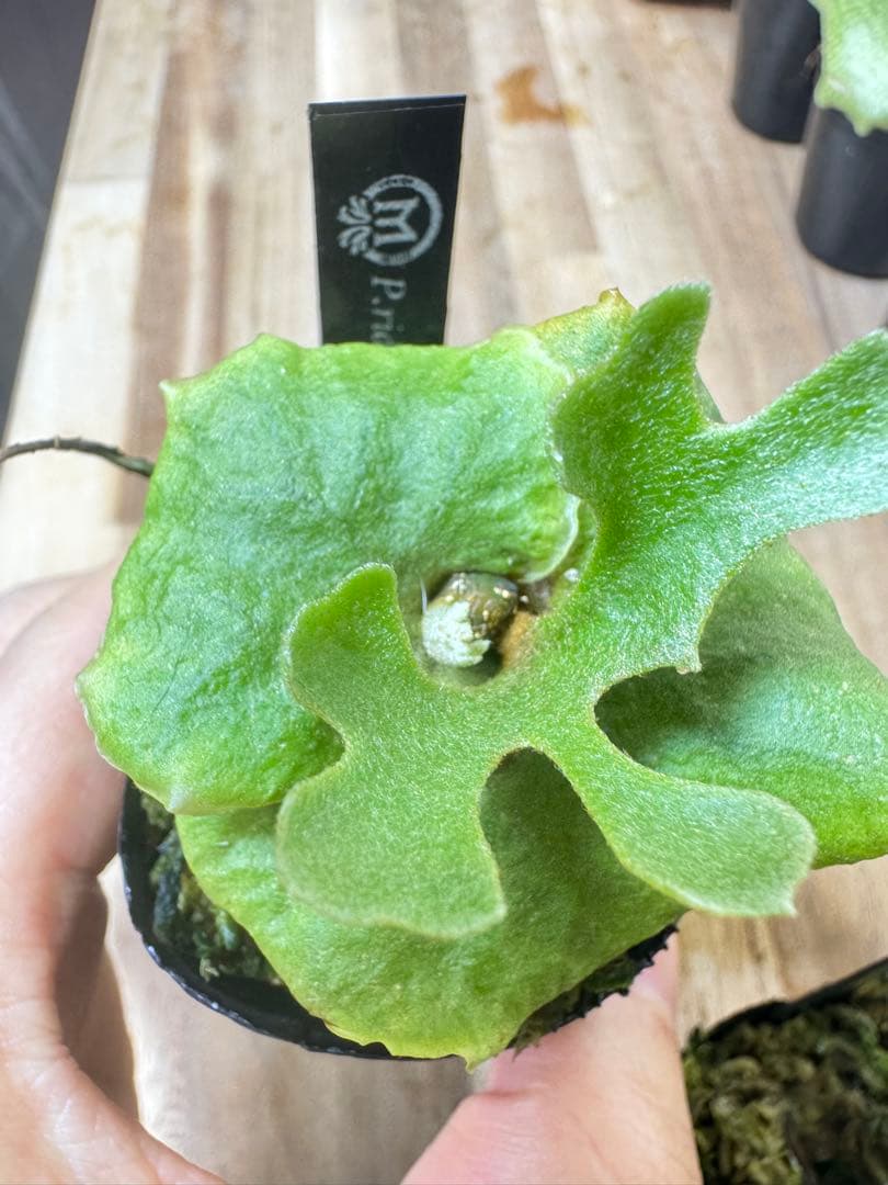 willinckii Fly dwarf 確定④ オマケ付き