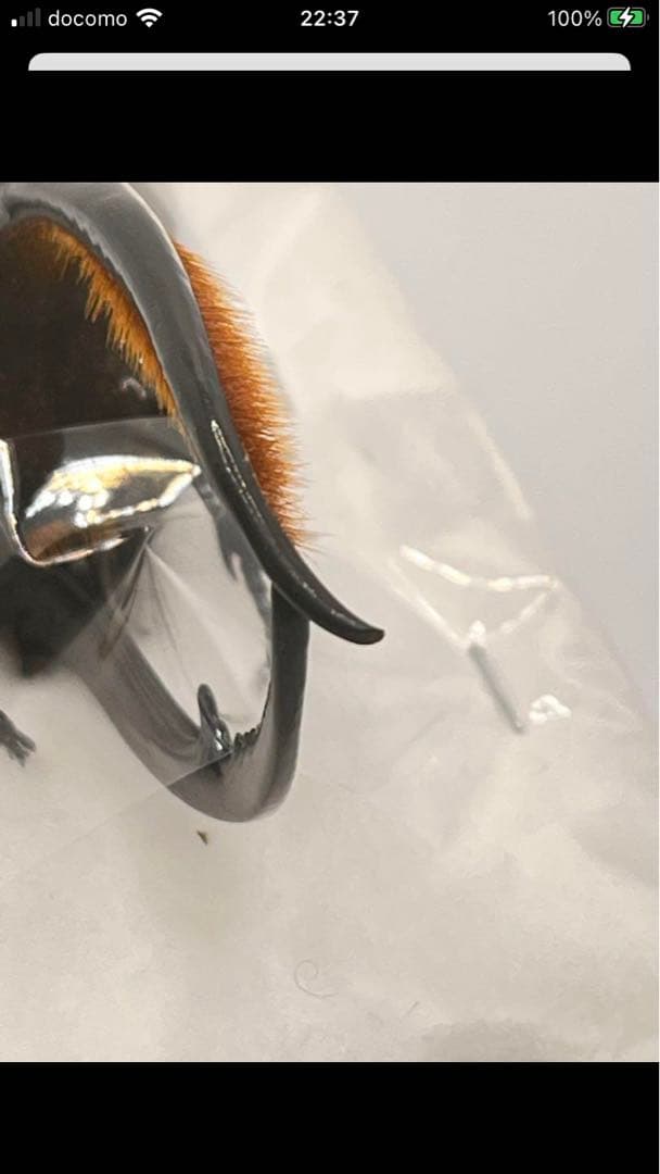 最終値下げ❗️ネプチューンオオカブト　ペア　標本