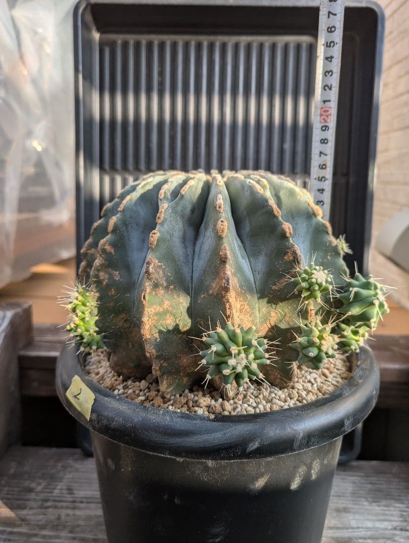 【Omc Labo】極上2　フェロカクタス刺無王冠竜　希少 サボテン　古木