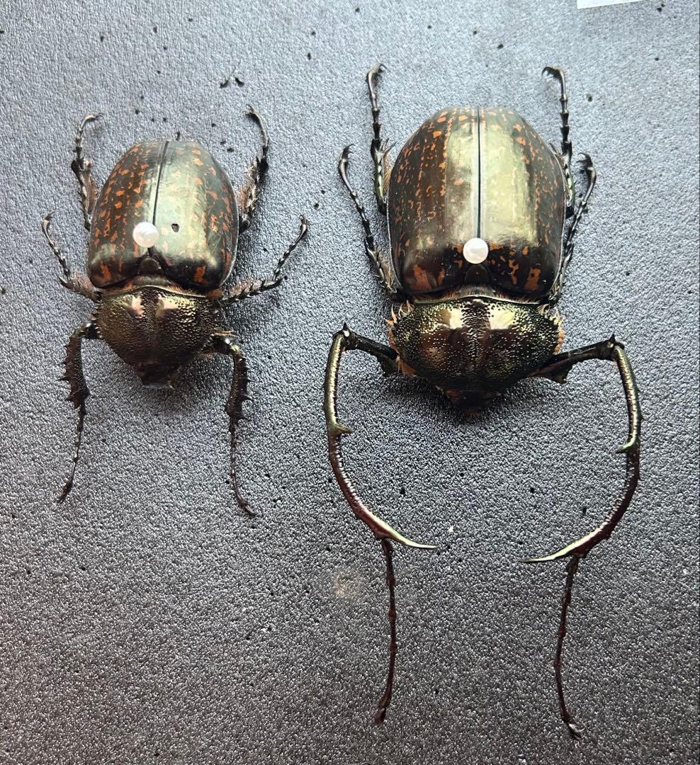 ゲストロテナガコガネ メス　オス　2匹セット