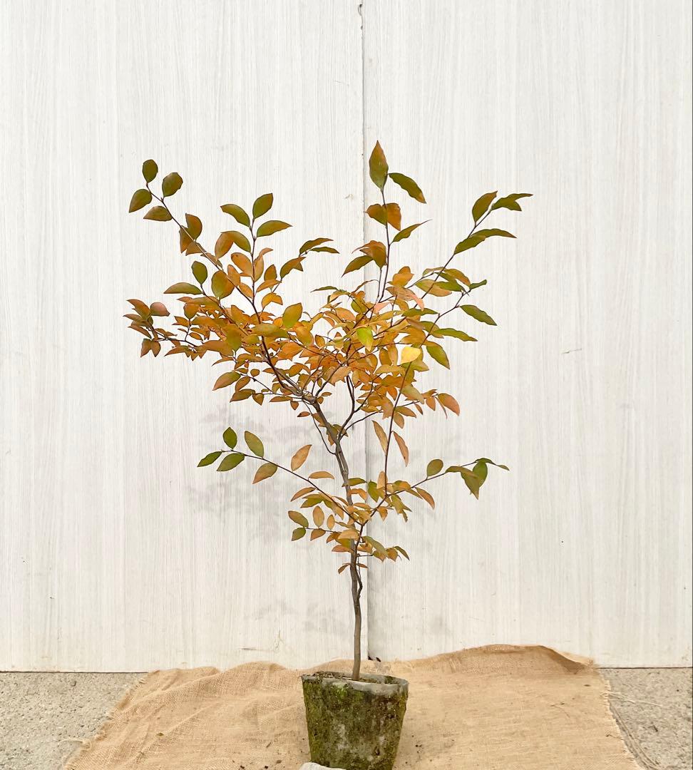 ヤマコウバシ　　/ 794