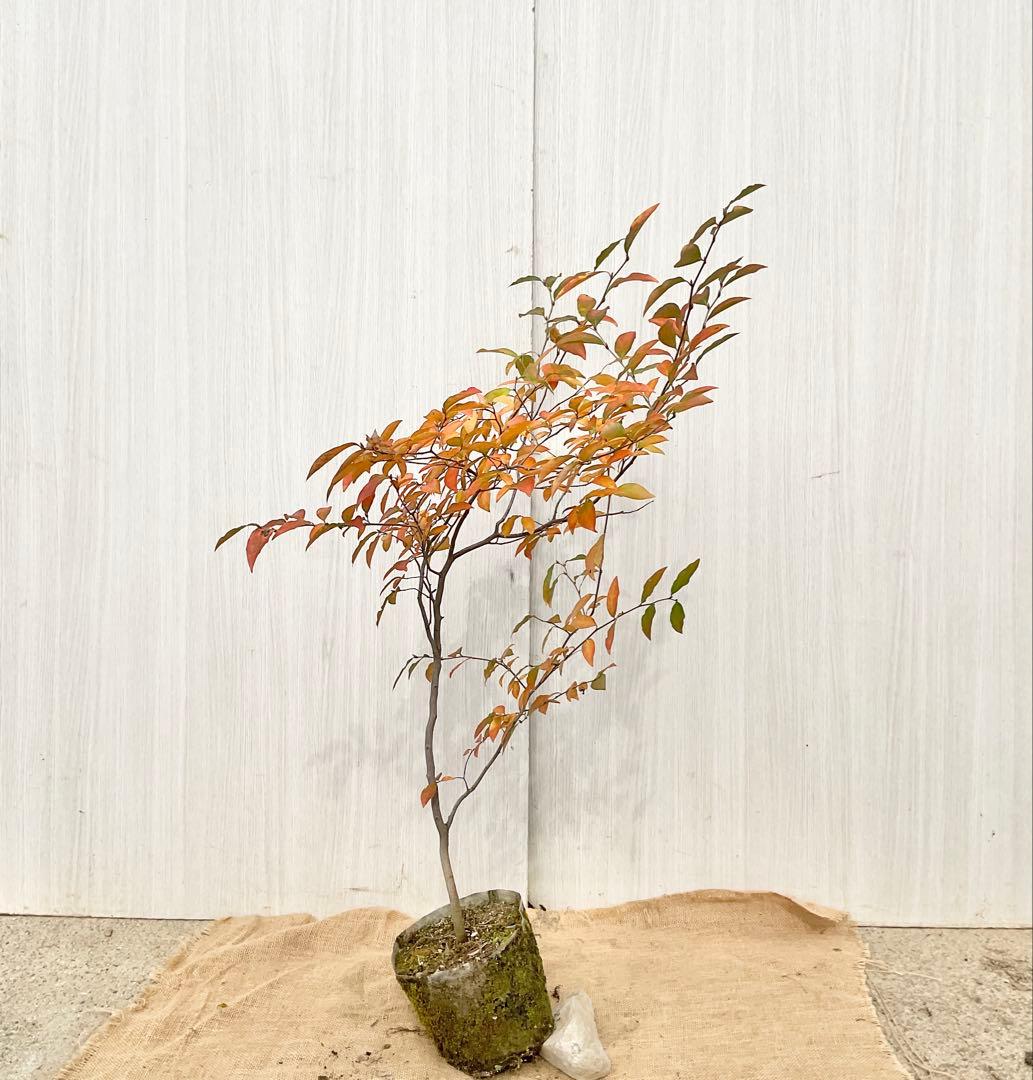 ヤマコウバシ　　/ 794