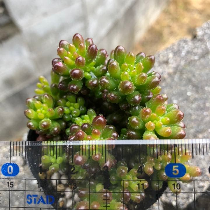 多肉植物♥゛レッドベリー 抜き苗