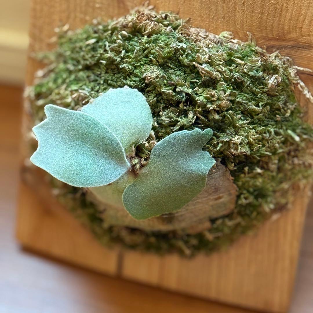 ビカクシダ　veitchii pedro tatsuta OC 年内最後株