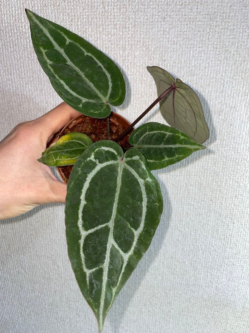 ま*ん様 アンスリウム　ミシェル