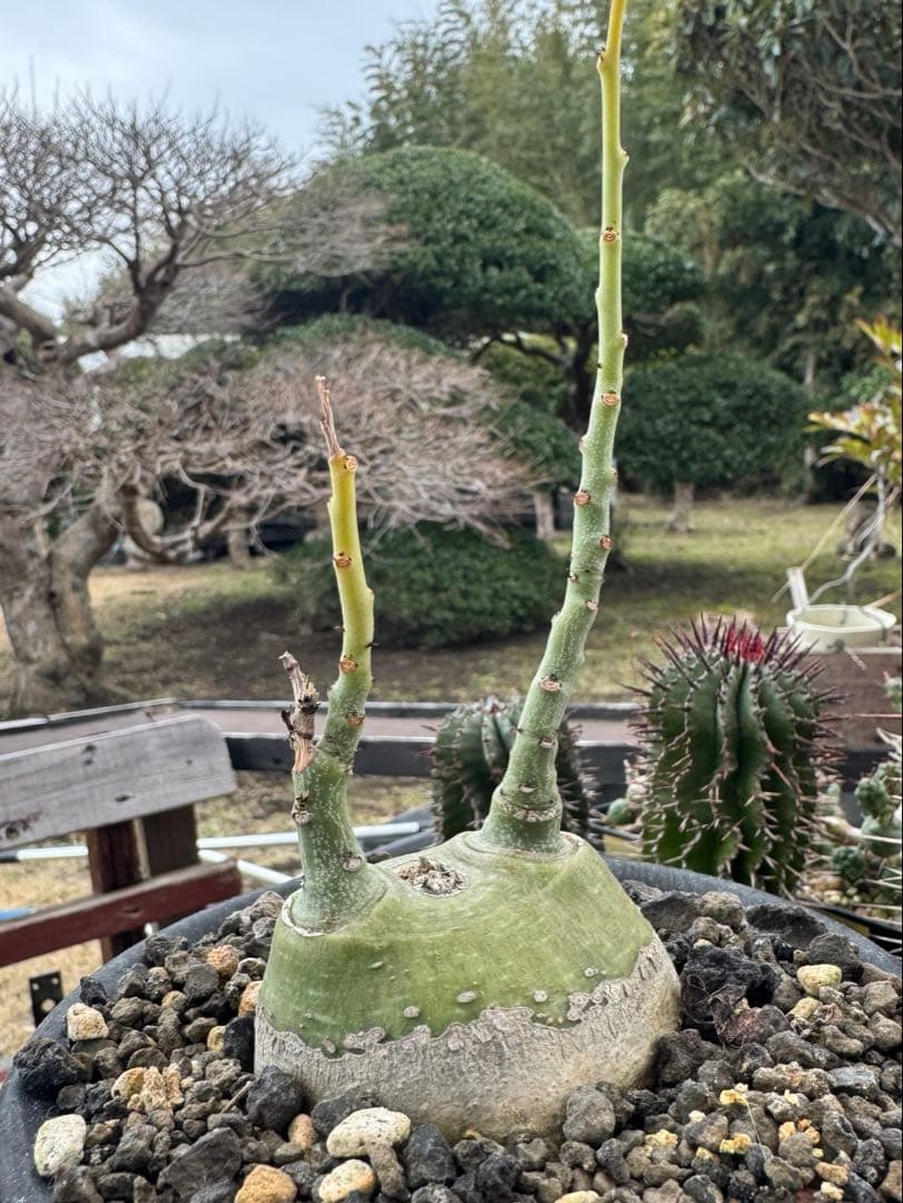 アデニア　グラウカ　①