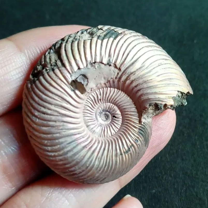 パイライト　アンモナイト　特大　45mm　遊色標本　希少　美麗標本