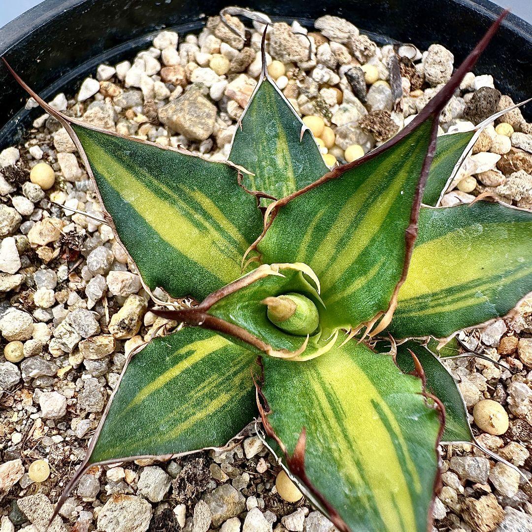 O42 超特選 アガベ　ホリダ horrida 黄中斑 超希少錦 鮮明錦 極上株