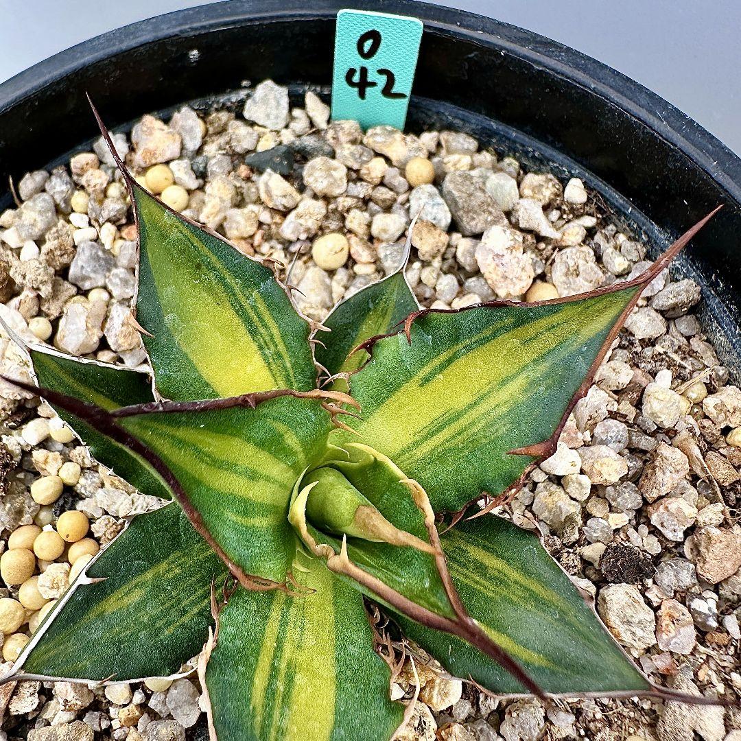 O42 超特選 アガベ　ホリダ horrida 黄中斑 超希少錦 鮮明錦 極上株