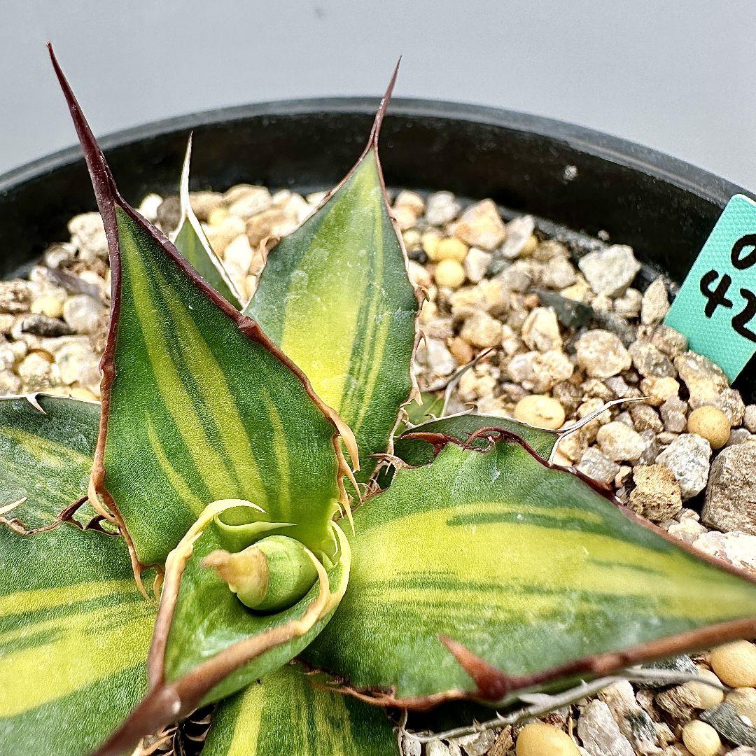 O42 超特選 アガベ　ホリダ horrida 黄中斑 超希少錦 鮮明錦 極上株