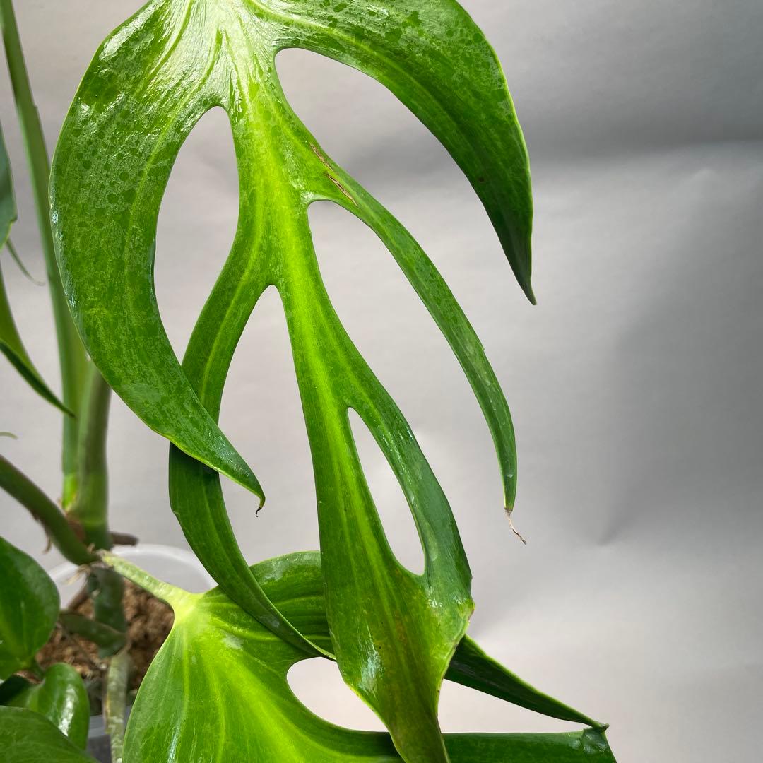 a 42 モンステラ バールマルクスフレーム