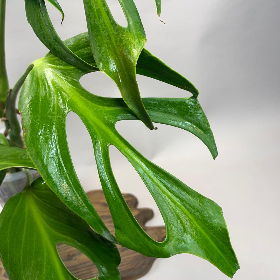 a 42 モンステラ バールマルクスフレーム