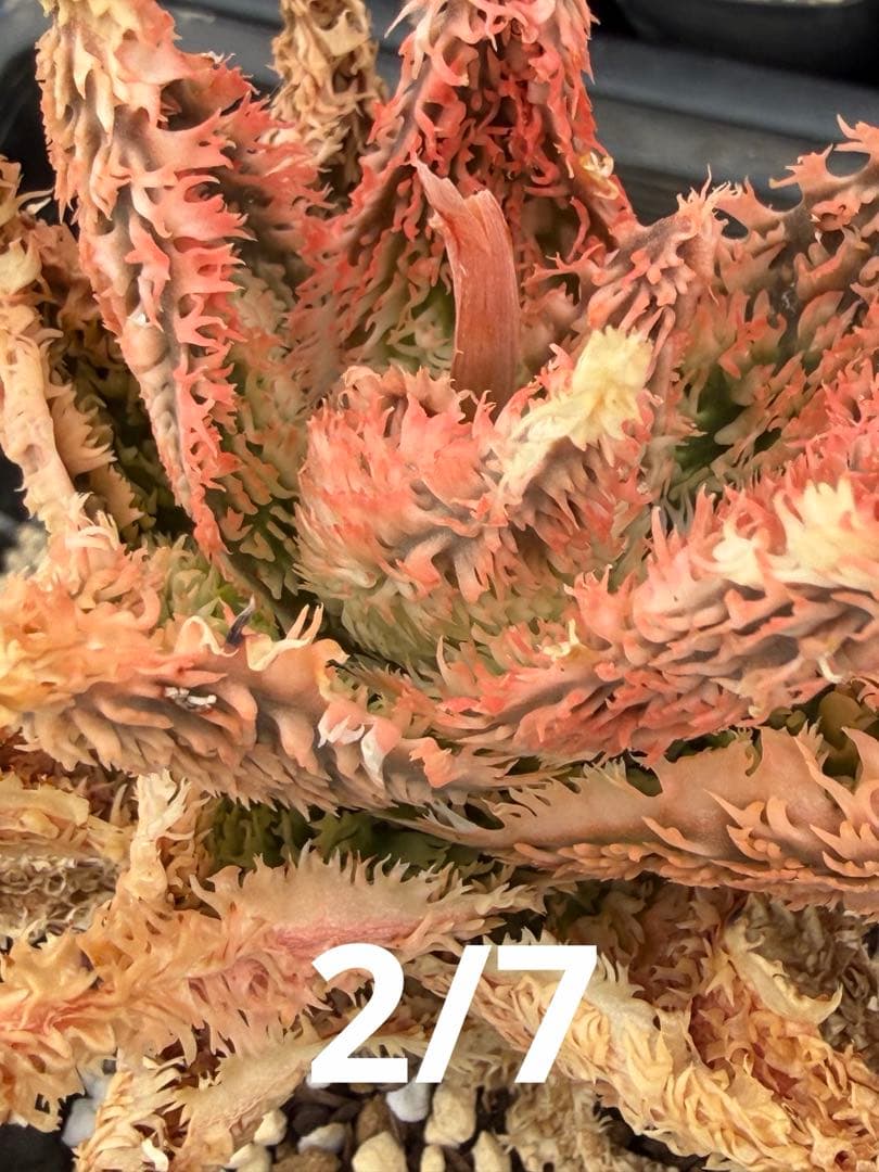 アロエ　ハイブリッド　　Aloe hyb子株　第四種　DeBe