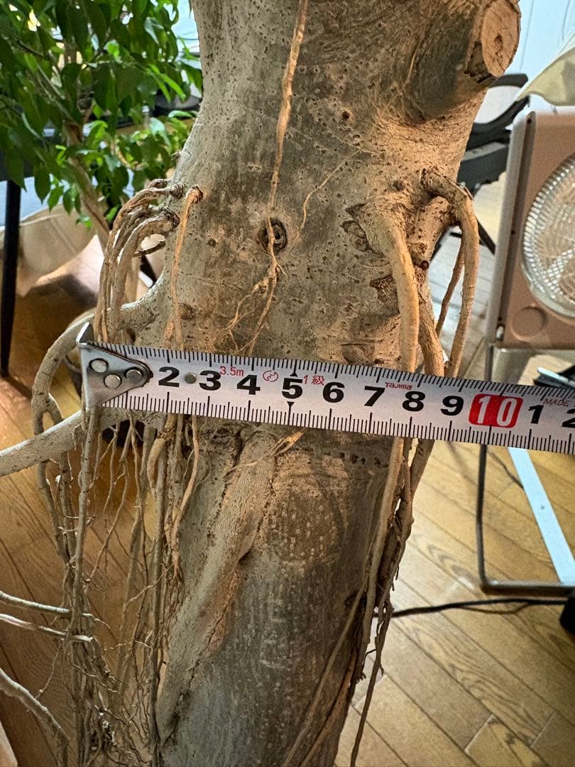 (引き取り限定)フィカス ウンベラータ 10号　幹極太