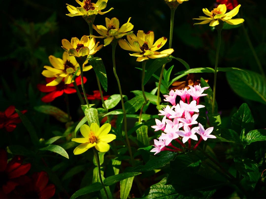 希少 LEICA DG NOCTICRON 42.5mm f/1.2 ASPH.