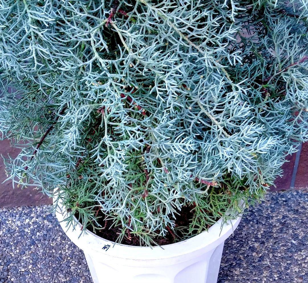 コニファーブルーアイス 苗木 大型165cm❗綺麗な葉色 シルバーブルー 優良株