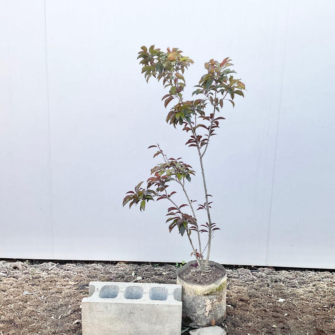 ソヨゴ　雄/ 1033