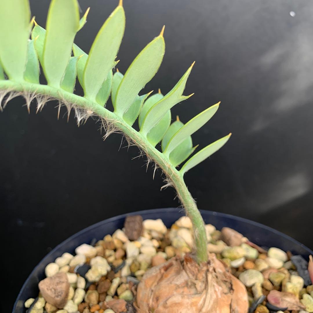 【南ア産・発根済】エンセファラルトス・ホリダス 約5cm｜No4-5