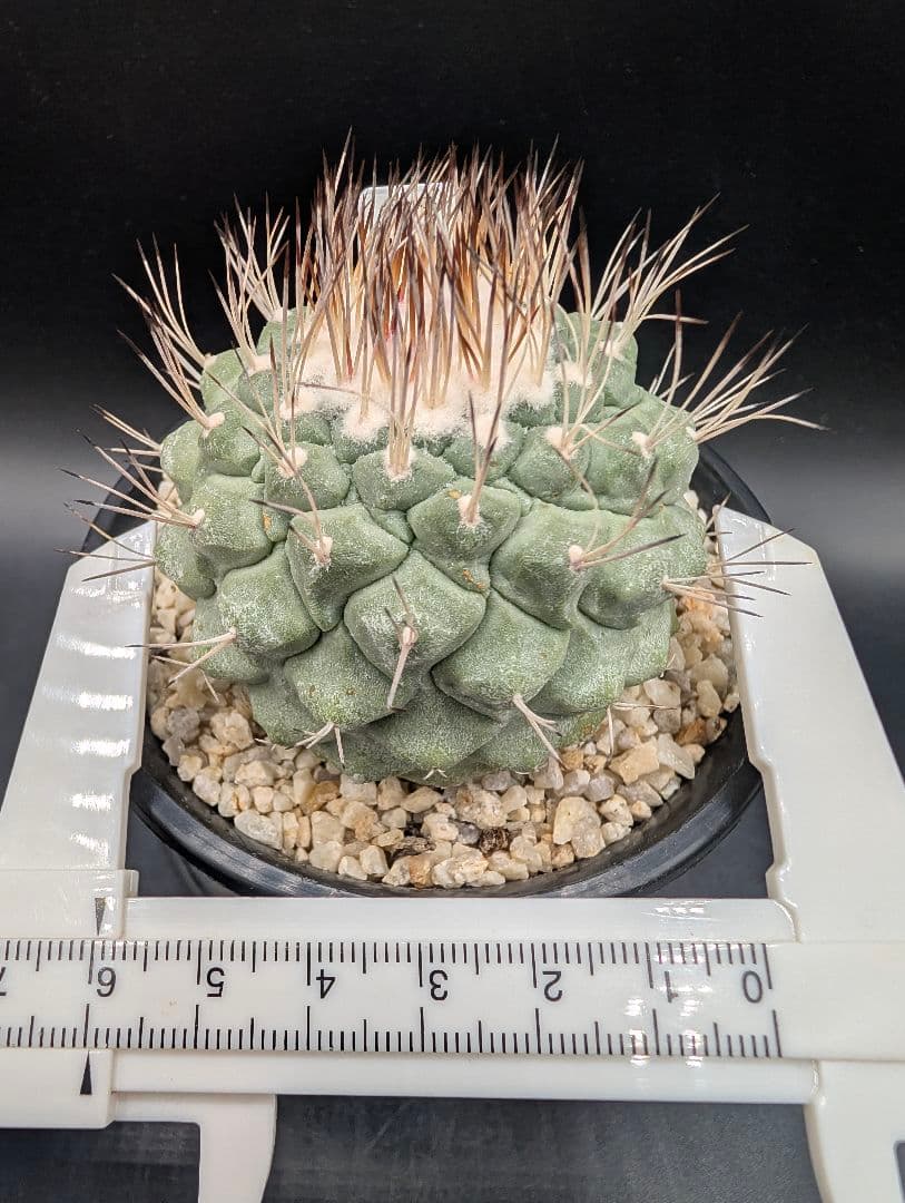 菊水 大型タイプ 実生 鉢植えメルカリ便送料込み