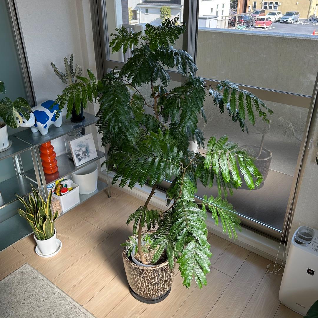 引取限定！【高級鉢カバー付き】大型エバーフレッシュ　観葉植物　曲がり