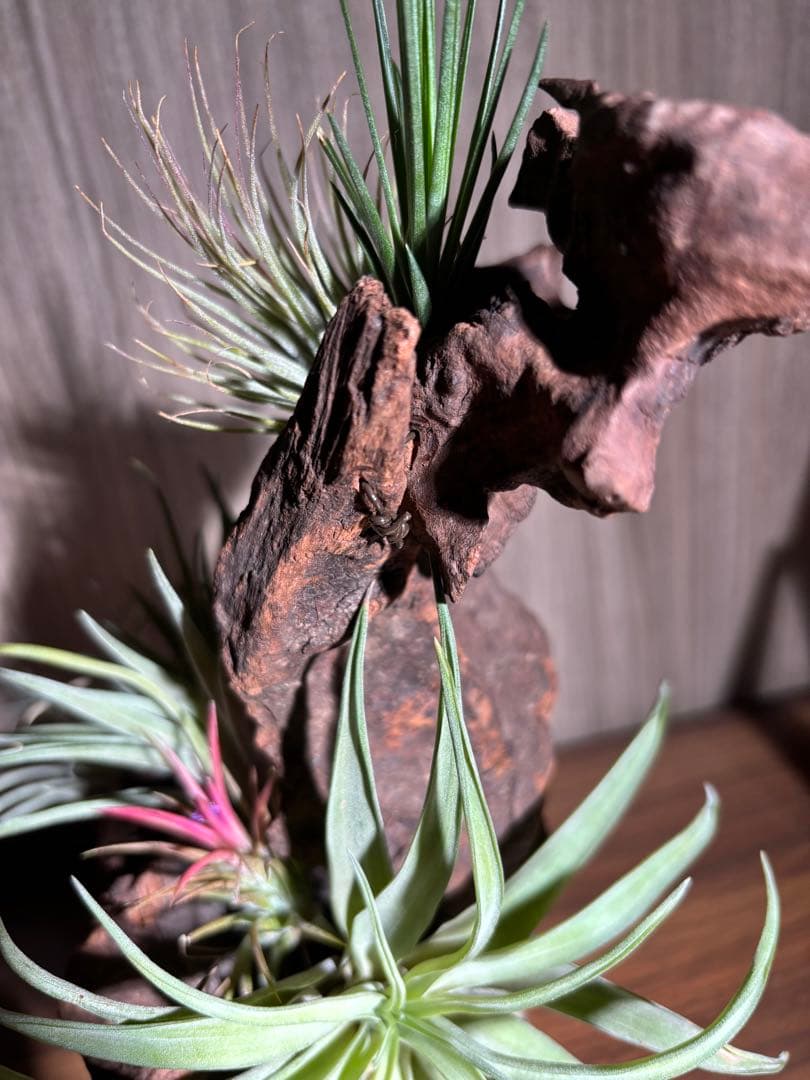 エアープランツ流木インテリア