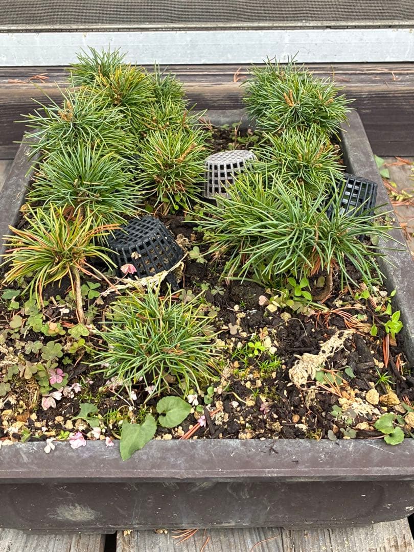 14本セット ★盆栽★ 赤石五葉松　 E-7 ★愛媛県より発送★