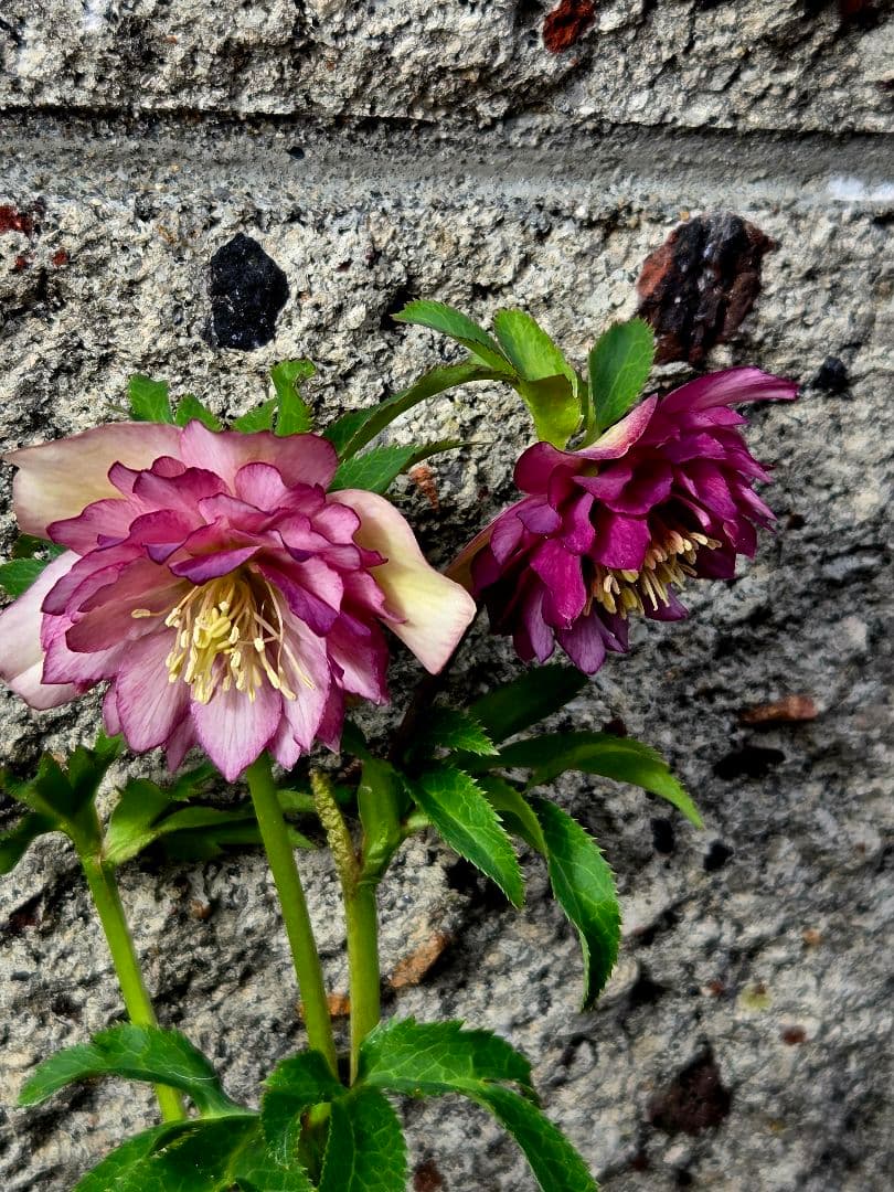 フレグランスクリスマスローズ