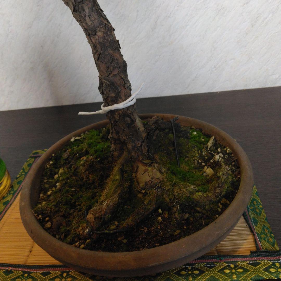 赤松文人盆栽　黒松盆栽、五葉松盆栽、しんぱく盆栽、さつき盆栽