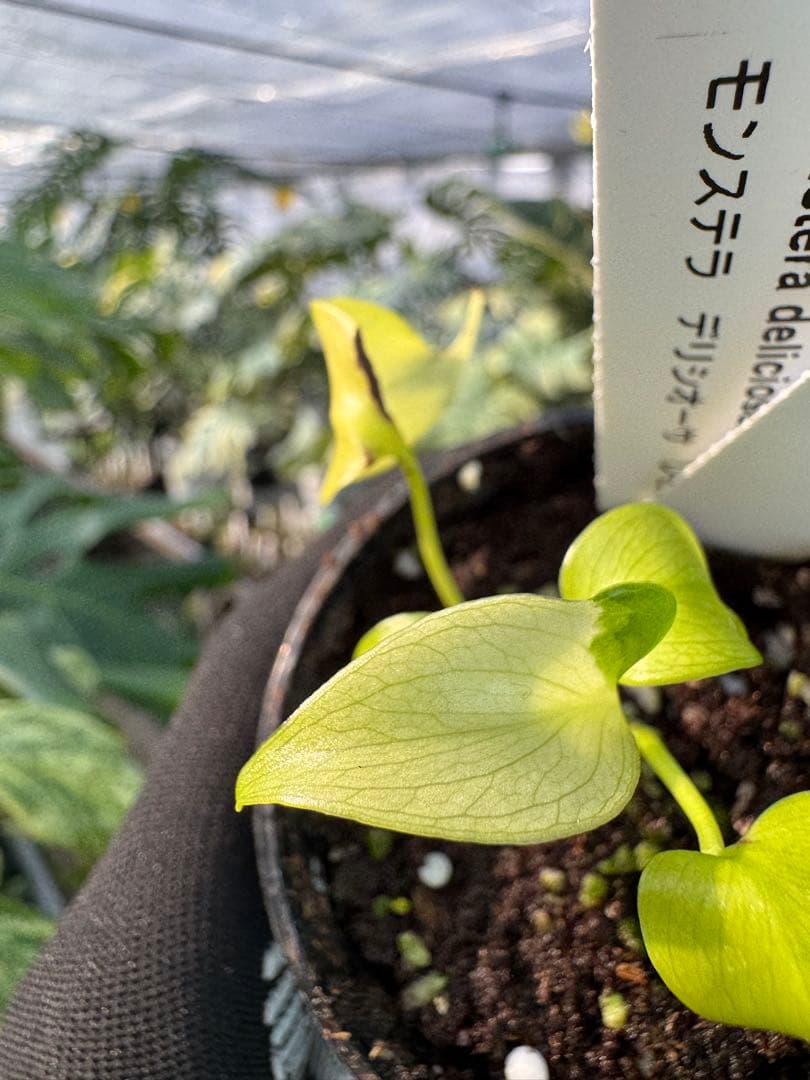 6 モンステラ　デリシオーサ　レオンライム　レモンライム