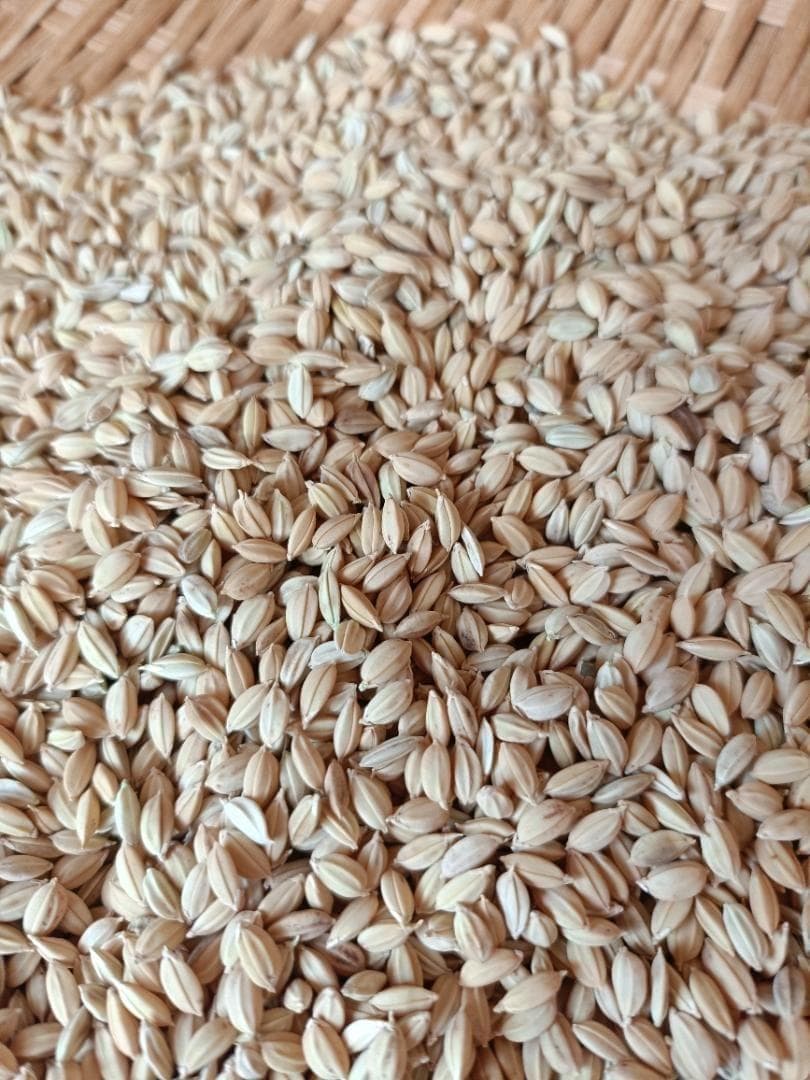 農薬不使用　7年産　ハッピーヒル（うるち）籾　3ｋ　種籾　陸稲