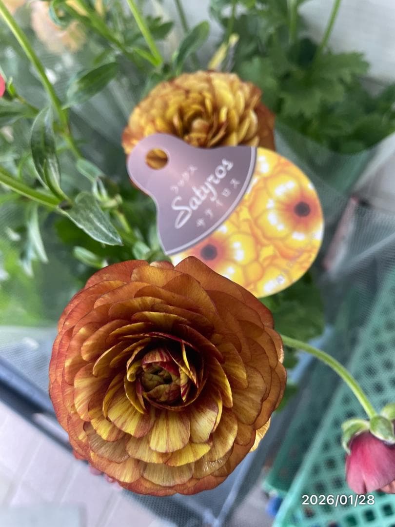 早い者勝ち　ラナンキュラス　ラックス　全6種類　　5号　　大苗