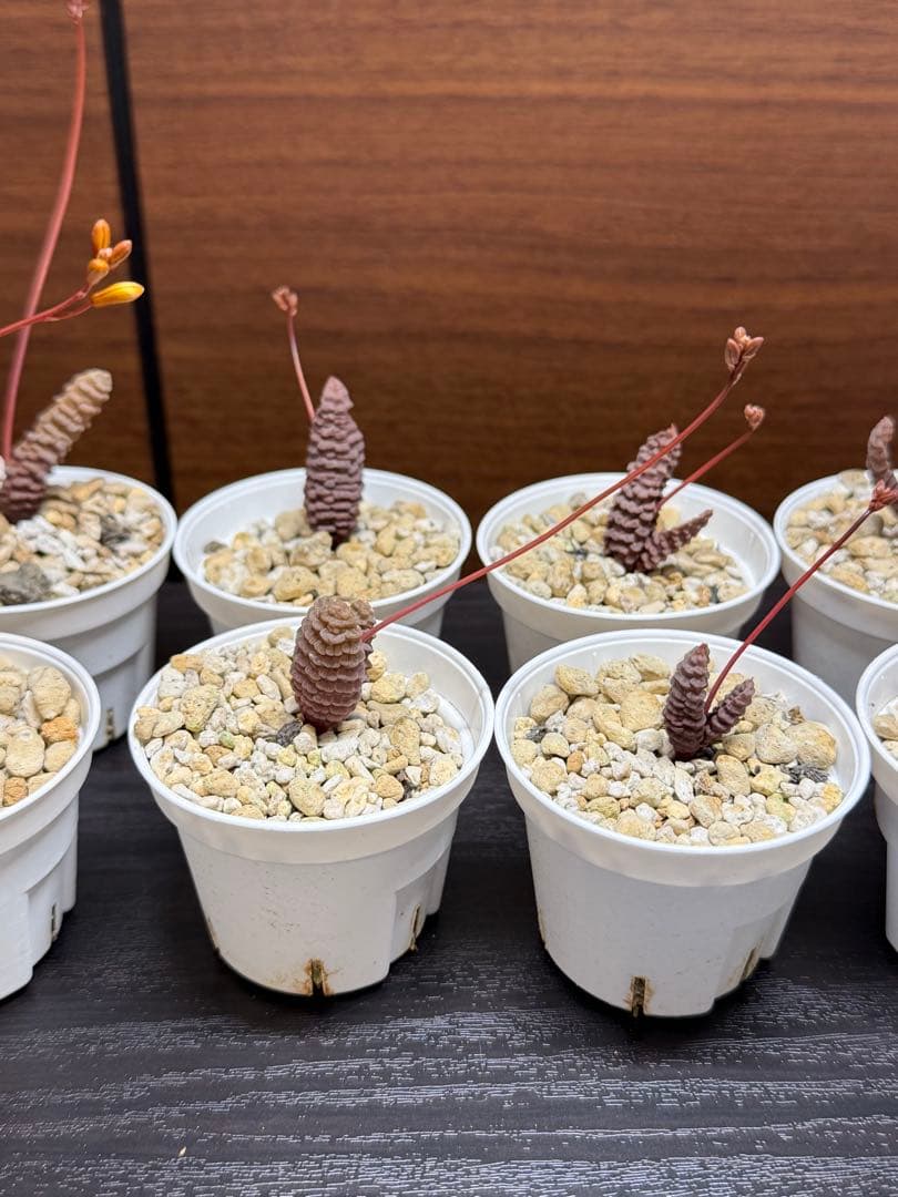 【特価】Bulbine Bruynsiiブルビネブルインシー 10株 つくし玉