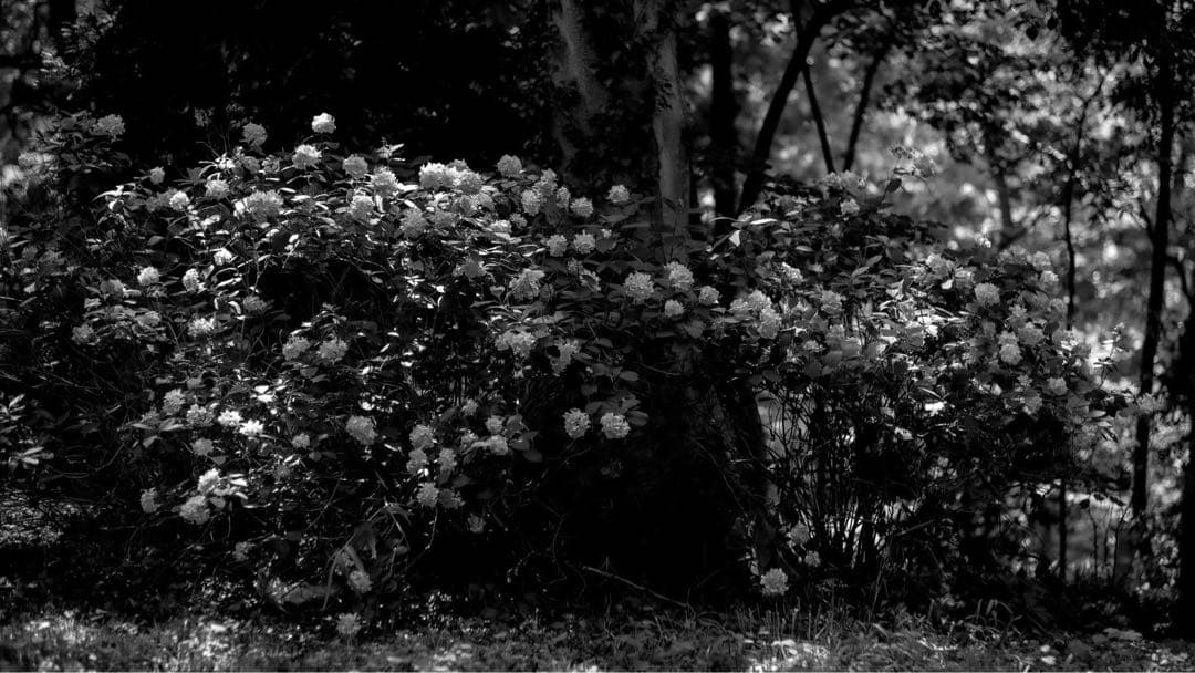 Sigma fp モノクローム専用機＋レンズセット monochrome