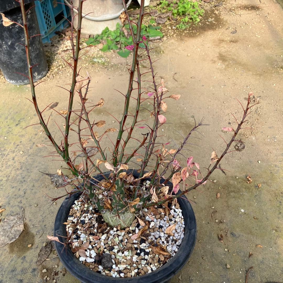 HIROフォークイエリア ファシクラータ