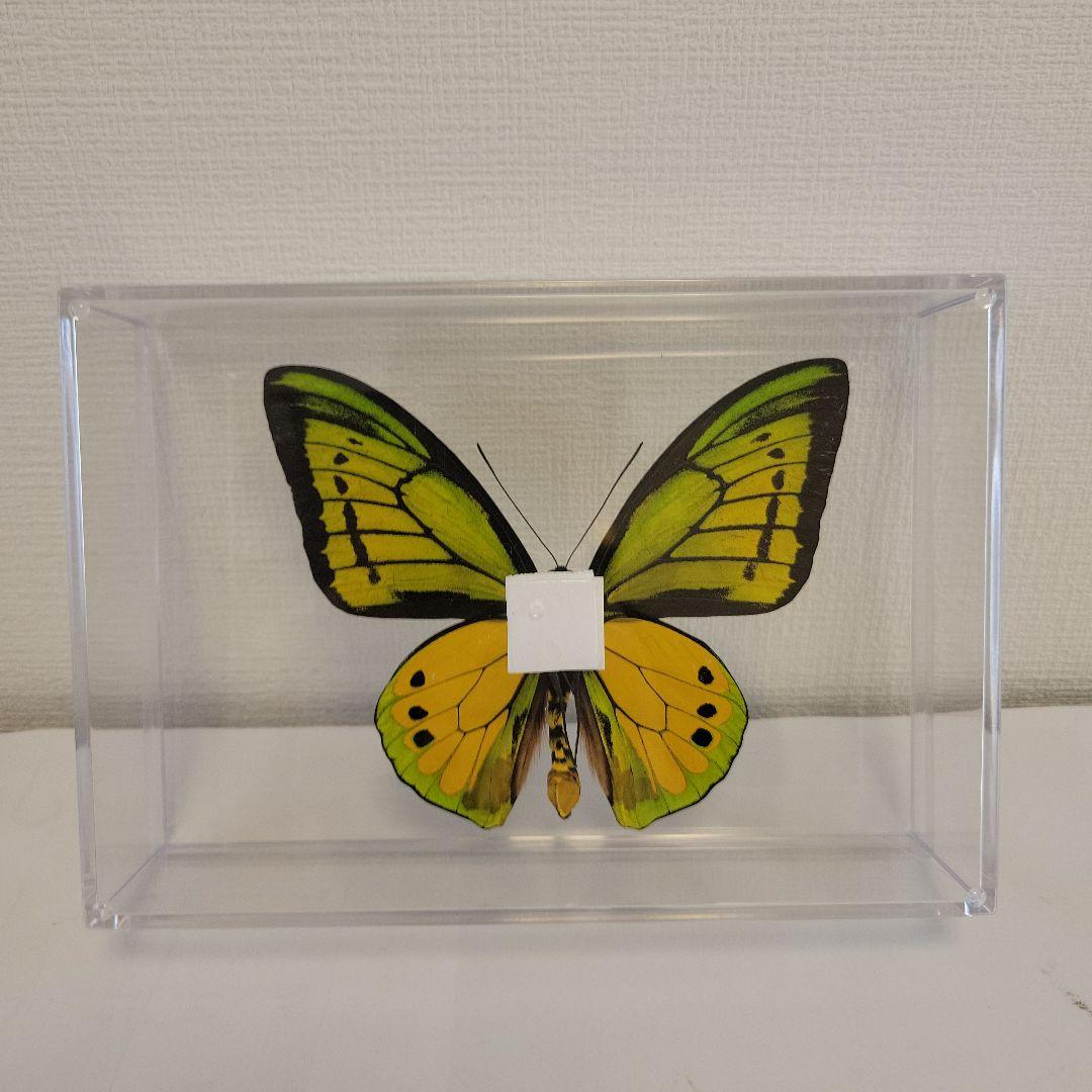 蝶の標本　トリバネの王様(珍A)