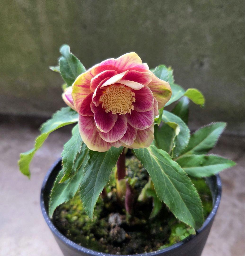 まい様お取り置き専用 クリスマスローズ 広瀬園芸【ソレイユ】開花株　認定