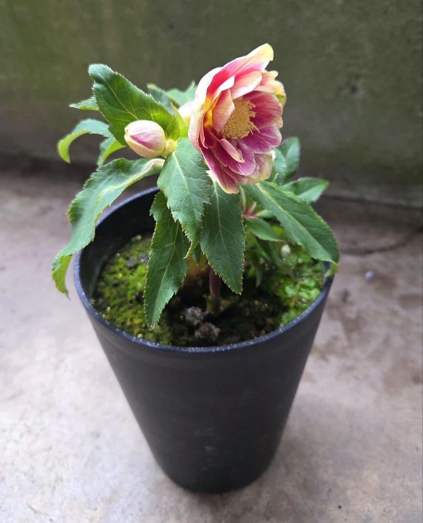 まい様お取り置き専用 クリスマスローズ 広瀬園芸【ソレイユ】開花株　認定