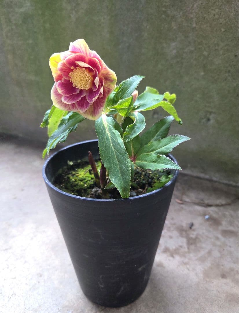 まい様お取り置き専用 クリスマスローズ 広瀬園芸【ソレイユ】開花株　認定