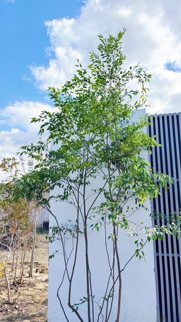 特大。山採りハイノキ株立ち3.1M(鉢底から)