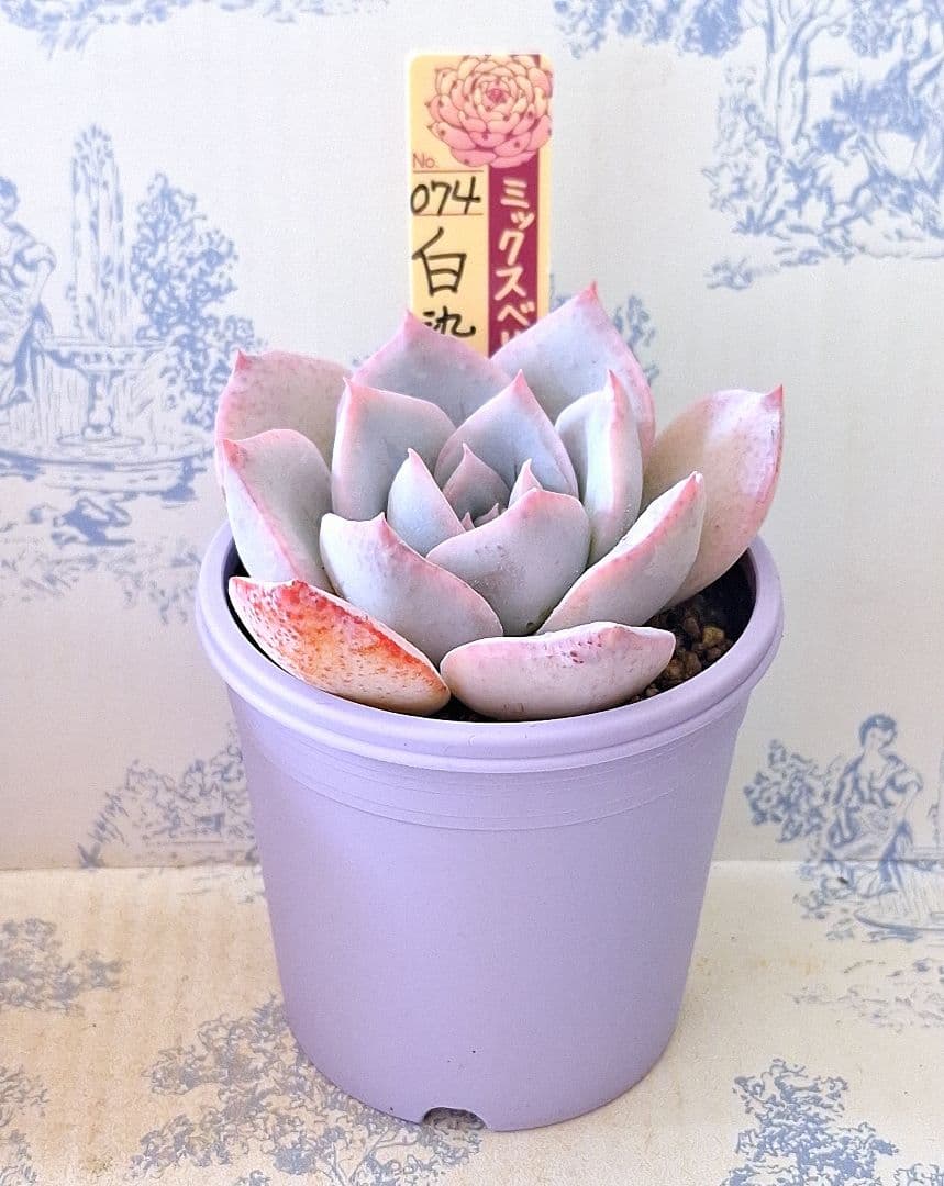 白染華　札付きポットごとメルカリ便おらいさん苗ミックスベリア