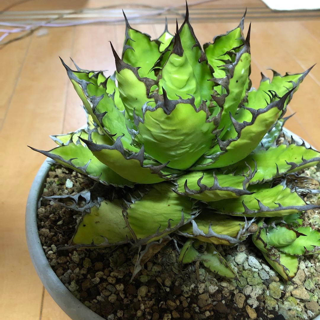 アガベ ホリダ19-20cm‼️子株二つ付き‼️おすすめ‼️