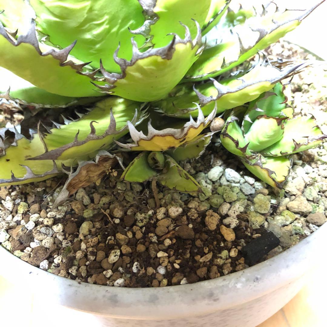 アガベ ホリダ19-20cm‼️子株二つ付き‼️おすすめ‼️