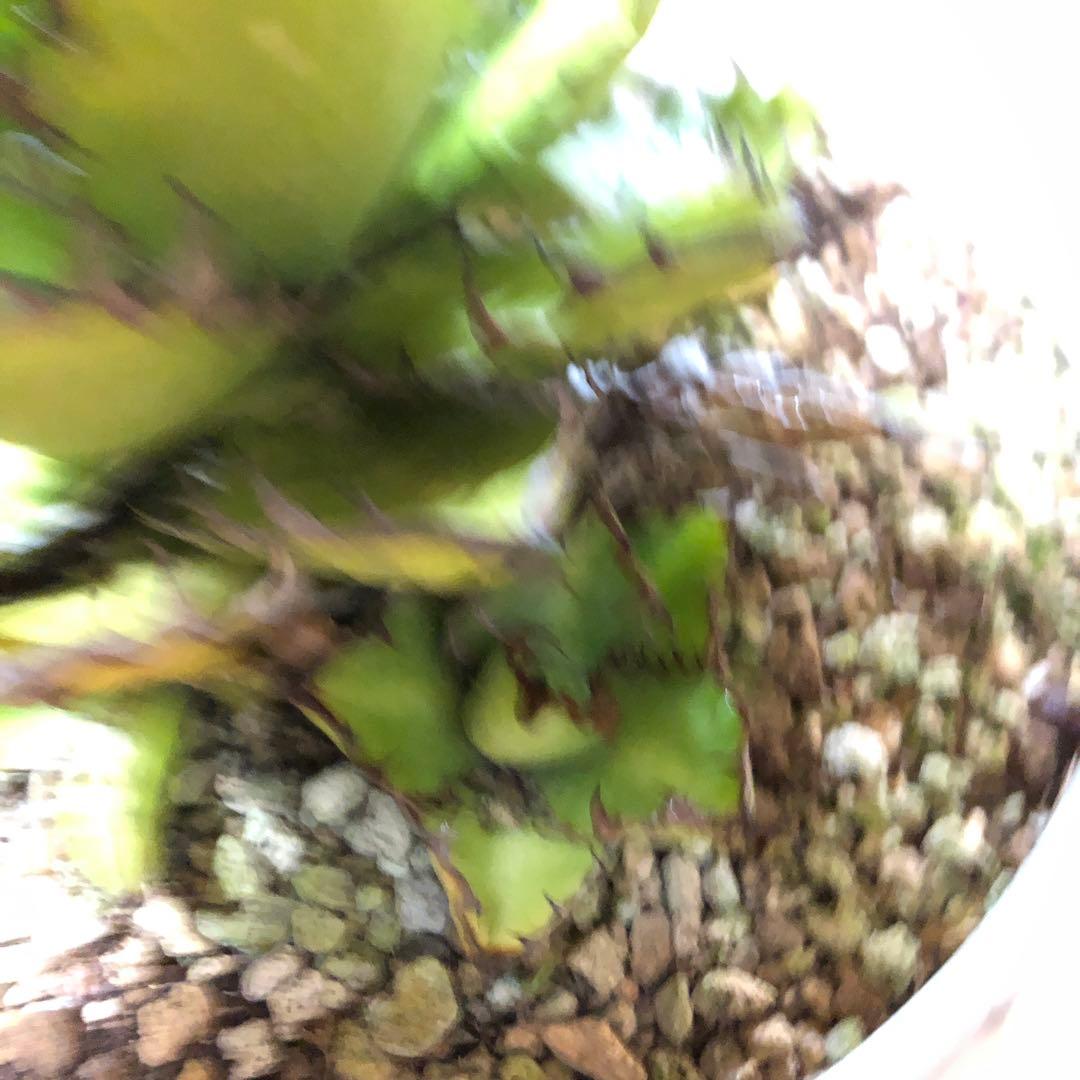 アガベ ホリダ19-20cm‼️子株二つ付き‼️おすすめ‼️