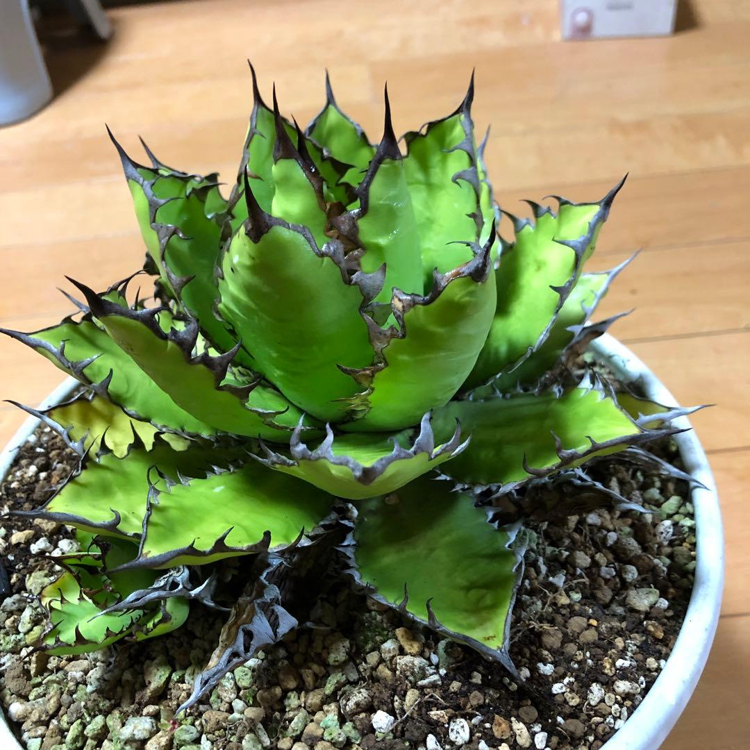 アガベ ホリダ19-20cm‼️子株二つ付き‼️おすすめ‼️